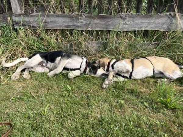 Bari - Mischling Welpe Rüde Familienhund