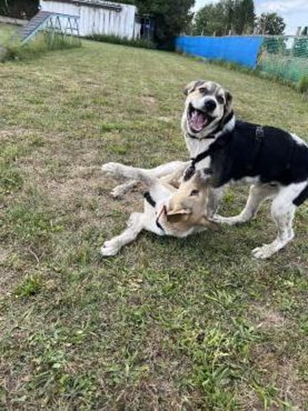 Bari - Mischling Welpe Rüde Familienhund