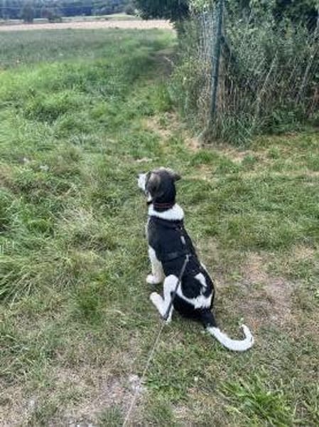 Bari - Mischling Welpe Rüde Familienhund