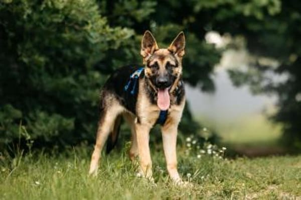 Verspielter Samantha sucht ihre Familie