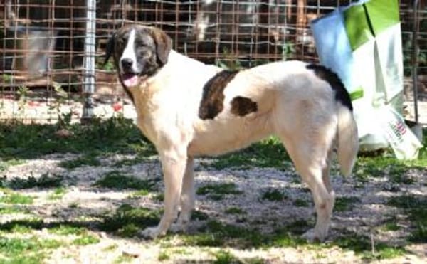 Jasmine - Lady mit toller Ausstrahlung