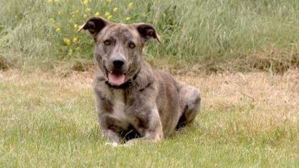 Motte der Herdenschutzhund light sucht!