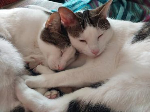 Caspar und Milo /Virneburg(ALO)