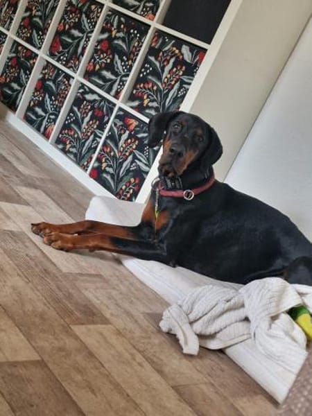 Gurke. Gemüse sucht Profigärtner!