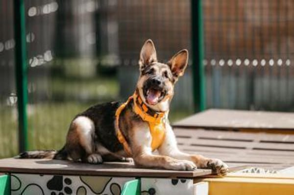 Sonnenschein Deya sucht ihre Menschen