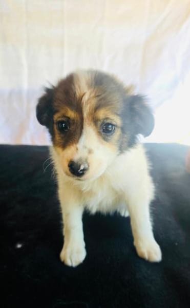 Amara sucht eine Familie