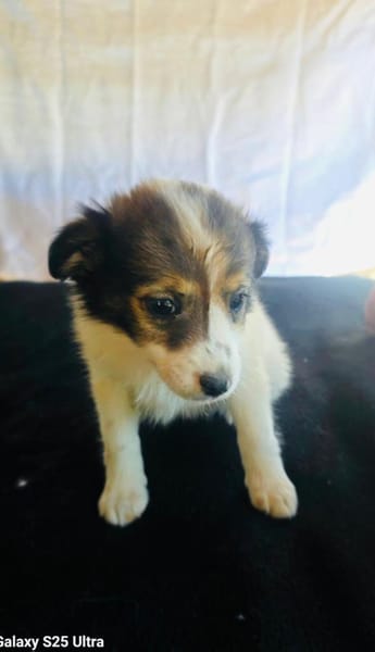 Amara sucht eine Familie