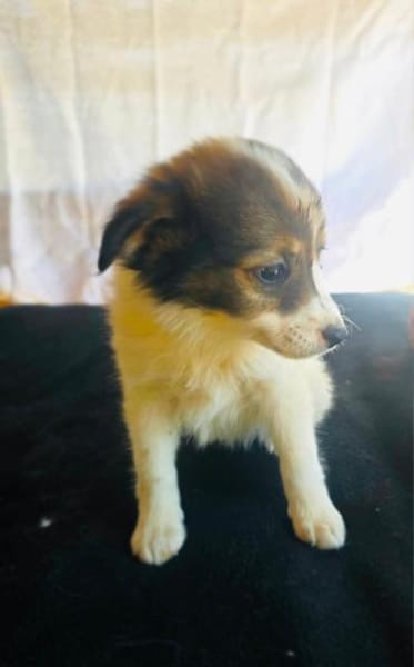 Amara sucht eine Familie