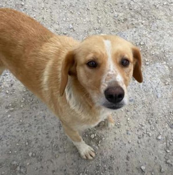 Lucy sucht ein liebevolles Zuhause