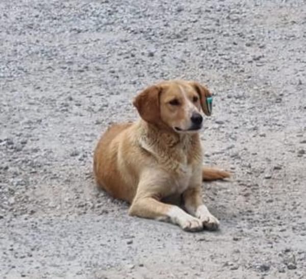 Lucy sucht ein liebevolles Zuhause