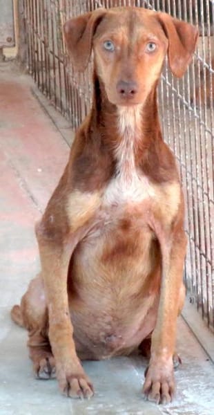 Stuart Little (zur Pflege in 26789 Leer)