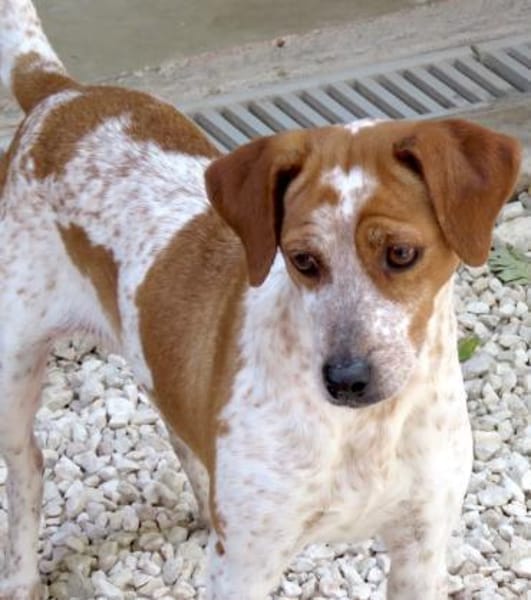 Mokka -liebt Menschen, verspielt-