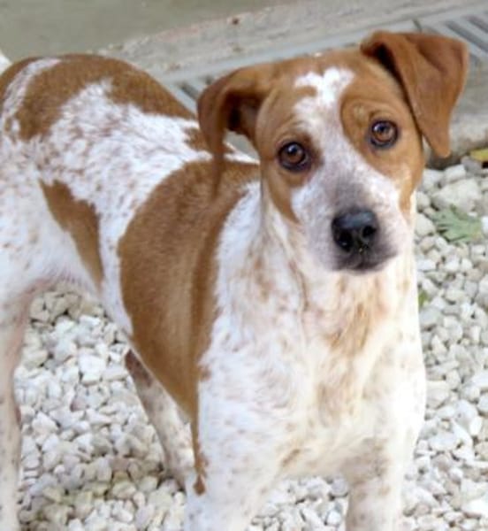 Mokka -liebt Menschen, verspielt-