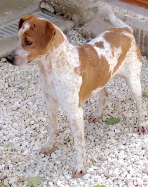 Mokka -liebt Menschen, verspielt-