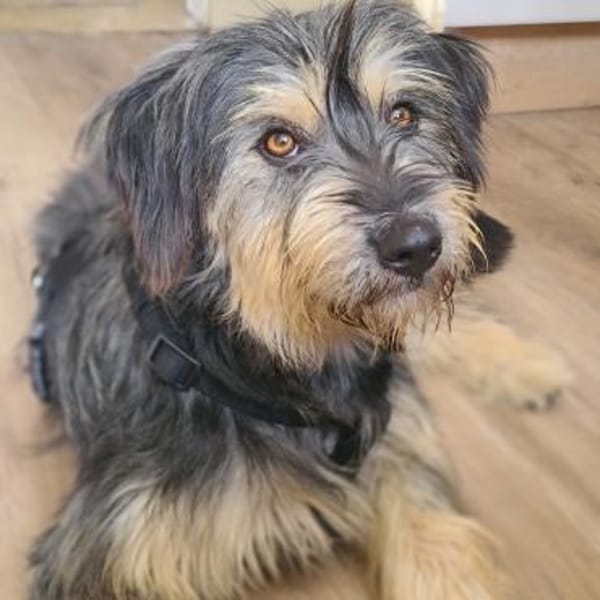 Tabby - vorvermittelt -
