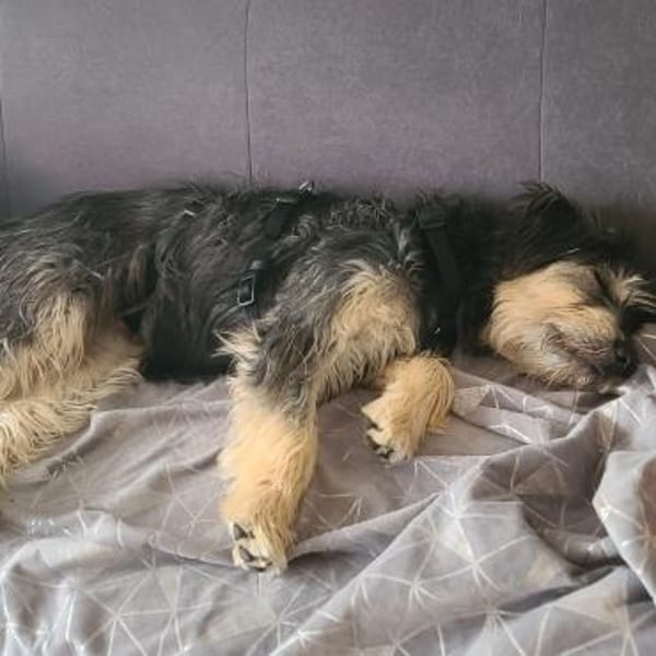 Tabby - vorvermittelt -