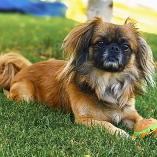 Peanut