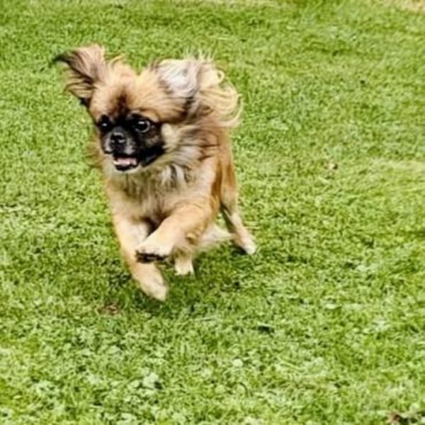 Peanut