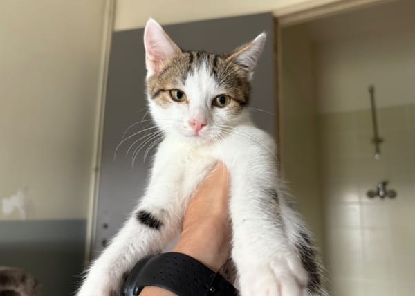 Tigrou