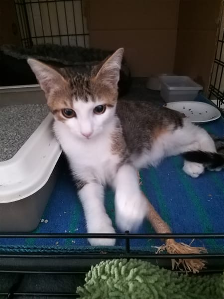 Mimi