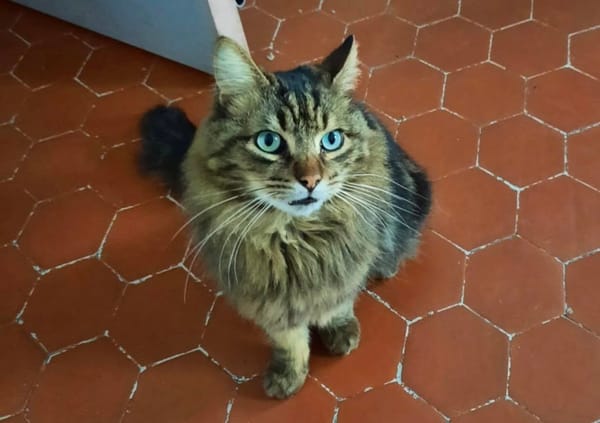 Aristote