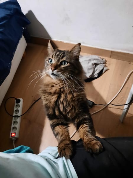 Aristote