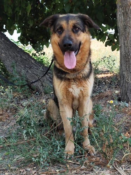 Tarzan
