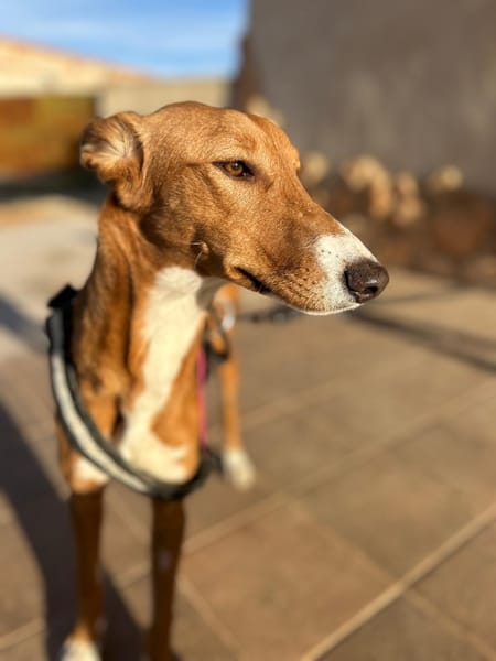 NUBE  (Animalea)