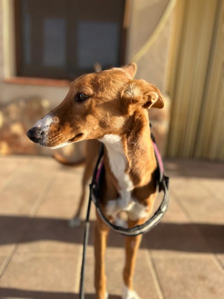 NUBE  (Animalea)