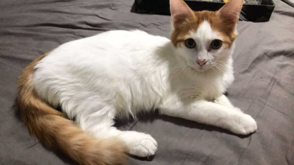 Avril chaton angora