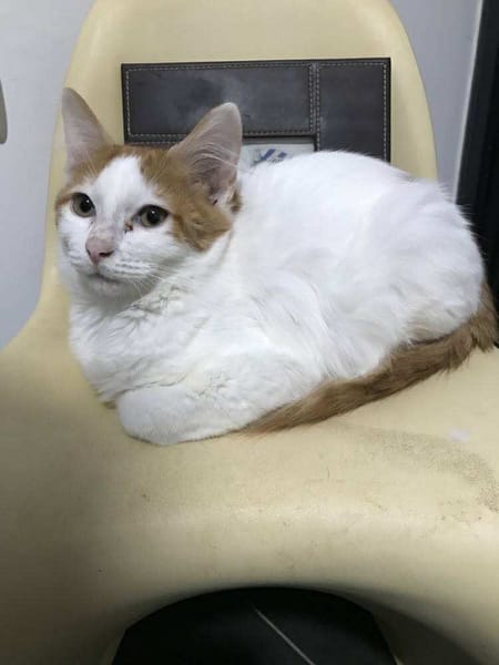 Avril chaton angora