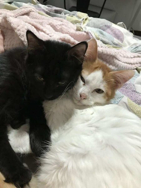Arlo chaton angora