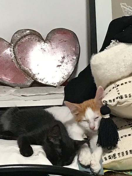 Arlo chaton angora