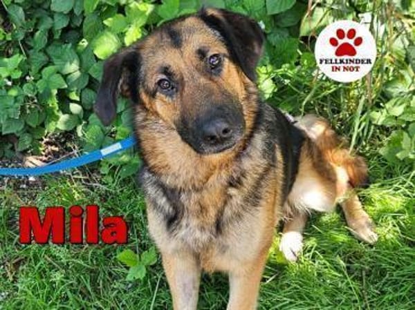 hübsche Mila sucht ihre Familie