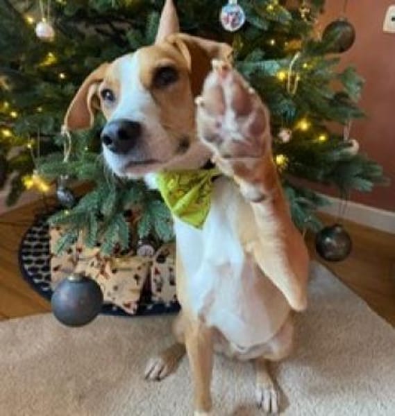 Neues Zuhause für Bailey gesucht