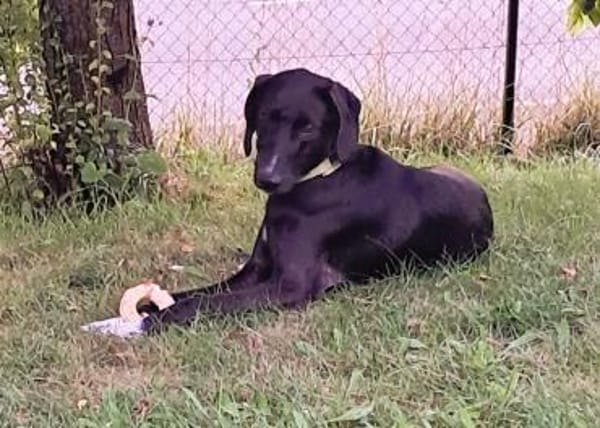 ❤Henry...ein Schatz auf 4 Pfoten!