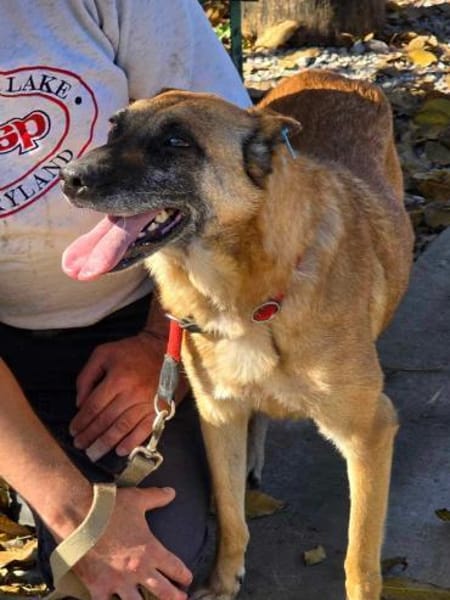 RUBY in 91616 Neusitz sucht 🙏🆘🆘🆘🆘🆘