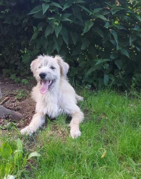 Dietrich sucht sein liebevolles Zuhause