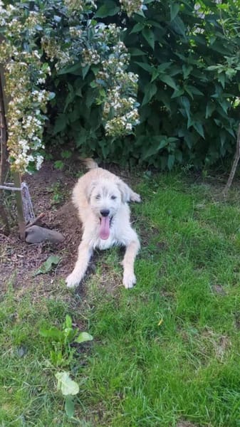Dietrich sucht sein liebevolles Zuhause