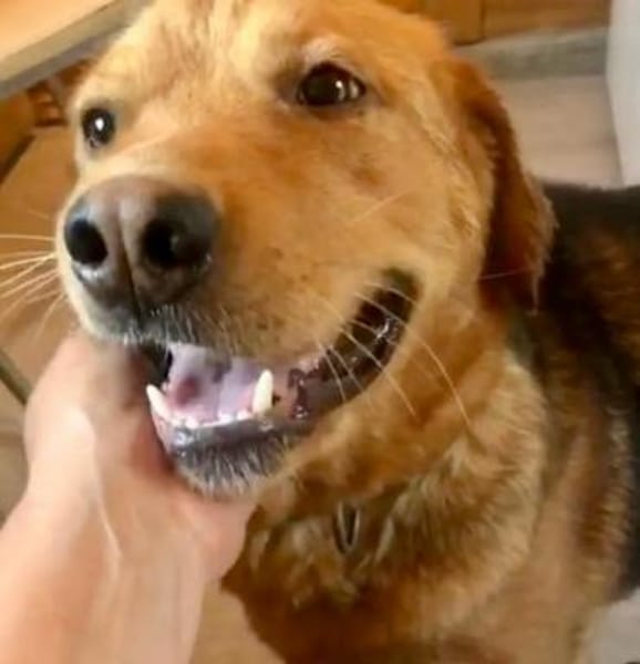Junger Labrador, agil, gelehrig