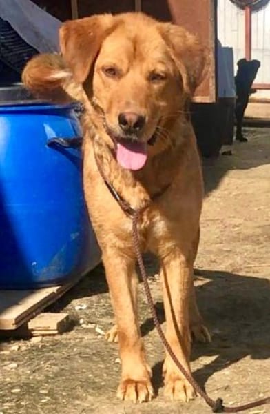 Junger Labrador, agil, gelehrig