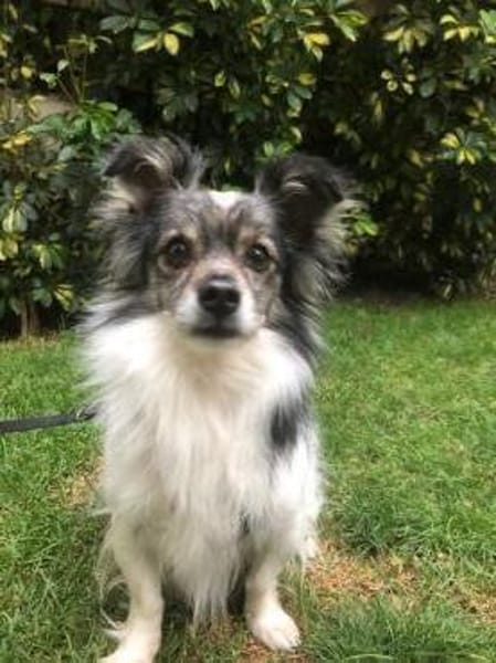 Blacky braucht unverschuldet neues Sofa