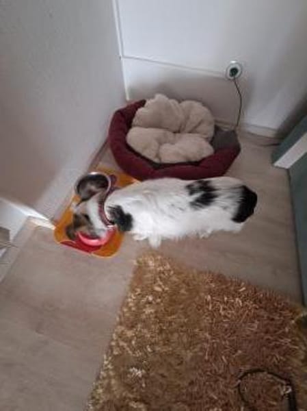 Blacky braucht unverschuldet neues Sofa