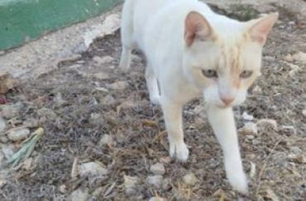 Werde Pflegestelle für Katzen in NOT