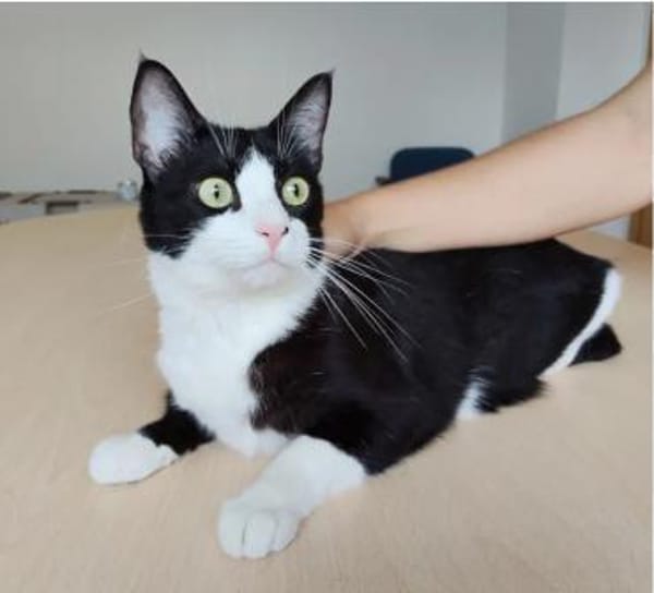 Raspy -sehr liebes, gutmütiges Katerchen
