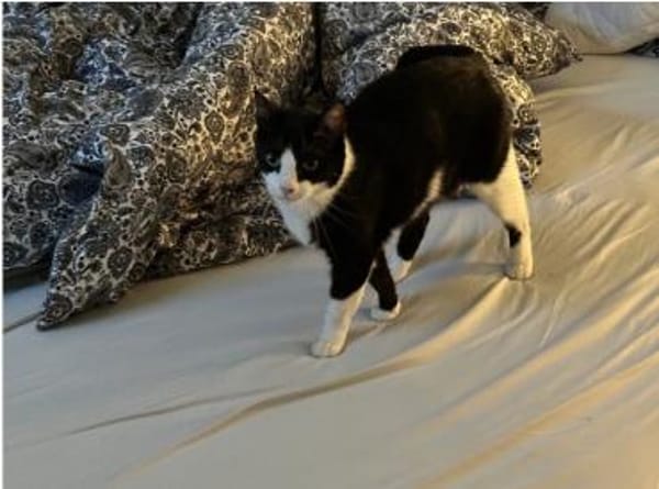 Raspy -sehr liebes, gutmütiges Katerchen