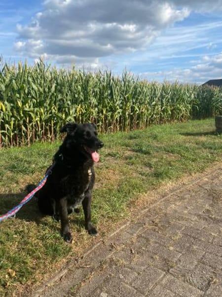 Chico sucht dringend ein Zuhause!
