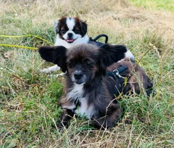Arme kleine Ally - immer Kettenhund