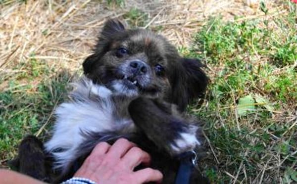 Arme kleine Ally - immer Kettenhund