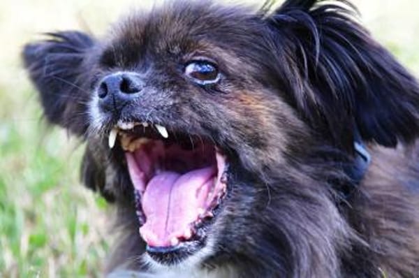 Arme kleine Ally - immer Kettenhund